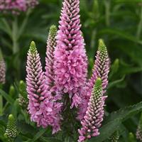 Veronica longifolia Skyward™ Pink