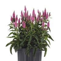 Veronica longifolia Skyward™ Pink