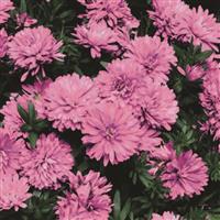 Henry I Pink Aster