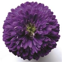 Henry I Purple Aster