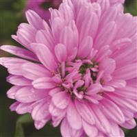 Henry III Pink Aster