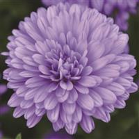 Henry III Purple Aster