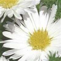 Puff White Aster