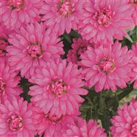 Marie III Dark Pink Aster