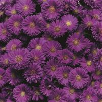 Magic Purple Aster