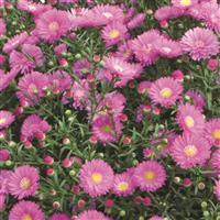 Magic Pink Aster