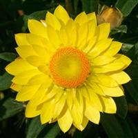 Mohave™ Yellow Bracteantha