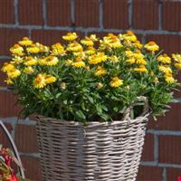 Mohave™ Yellow Bracteantha