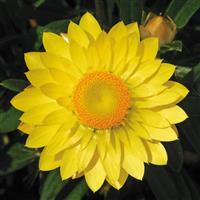 Mohave™ Basket Yellow Bracteantha