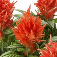 Kelos Fire Orange Celosia