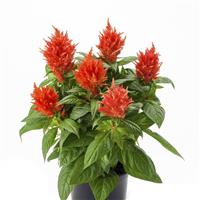 Kelos Fire Orange Celosia