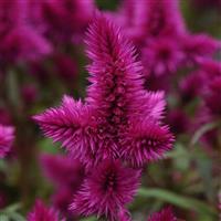 Intenz™ Classic Celosia