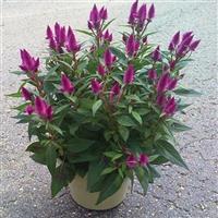 Intenz™ Classic Celosia