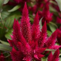 Intenz™ Lipstick Celosia