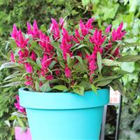 Intenz™ Lipstick Celosia