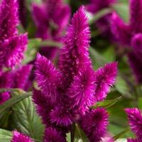 Intenz™ Dark Purple Celosia