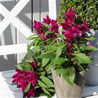 Intenz™ Dark Purple Celosia