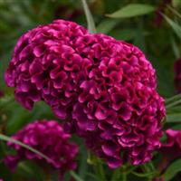 Twisted Purple Celosia