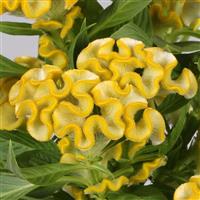 Twisted Yellow Celosia