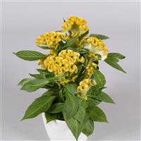 Twisted Yellow Celosia