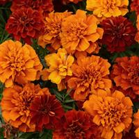 Fireball French Marigold