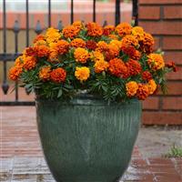 Fireball French Marigold