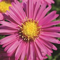 Hazy Dark Pink Aster