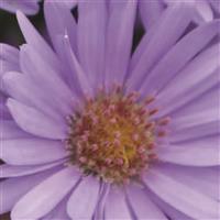 Days Blue Aster