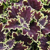 Main Street Lombard Street Coleus