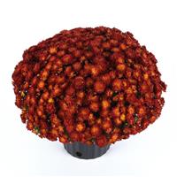 Metrona Bronze Garden Mum