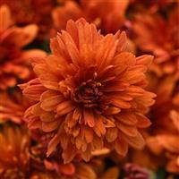 Sweet Potato Pie Bronze Garden Mum