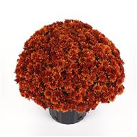 Sweet Potato Pie Bronze Garden Mum