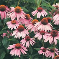 Echinacea purpurea Magnus