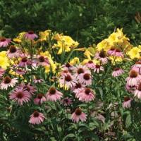 Echinacea purpurea Magnus