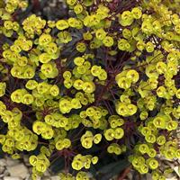 Euphorbia Miners Merlot