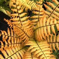 Jurassic Gold Fern Dryopteris