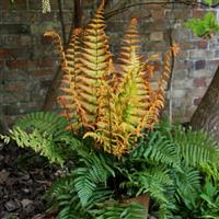 Jurassic Gold Fern Dryopteris