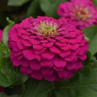 Zesty™ Fuchsia Zinnia