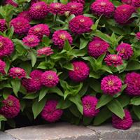 Zesty™ Fuchsia Zinnia