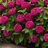 Zesty™ Fuchsia Zinnia