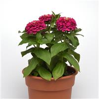 Zesty™ Fuchsia Zinnia