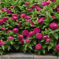 Zesty™ Fuchsia Zinnia