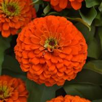 Zesty™ Orange Zinnia