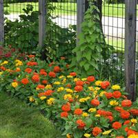 Zesty™ Orange Zinnia