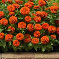 Zesty™ Orange Zinnia