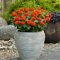 Zesty™ Orange Zinnia