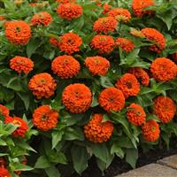 Zesty™ Orange Zinnia