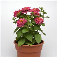 Zesty™ Pink Zinnia