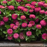 Zesty™ Pink Zinnia