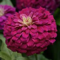 Zesty™ Purple Zinnia